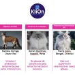 Razas gatos KliOn Digest